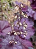 Airy inflorescence w/ tiny white flowers. Foliage in background