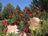 Hibiscus 'Fireball'