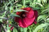 Hibiscus 'Fireball' 
