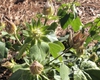 Hibiscus martianus
