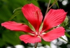 Hibiscus coccineus