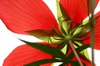 Hibiscus coccineus