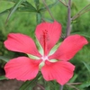 Hibiscus coccineus