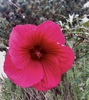 Flower - October - Wake Co., NC