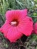 Flower- Aug. 23 - Wake Co., NC