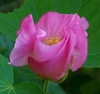 Hibiscus mutabilis