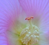 Hibiscus mutabilis