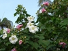 Hibiscus mutabilis