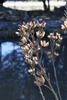 Winter Interest - February - Wake Co., NC