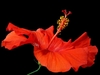 Orange flower with central staminal tube and stigmas.