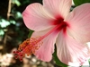 Close-up of a pink, 5-petaled flower with red staminal tube.