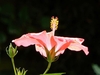 Pink flower with central staminal tube and stigmas.