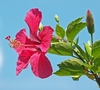 Flower, bud, and leaves