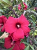 Flowers - Aug. 23 - Wake Co., NC