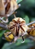 Hibiscus syriacus