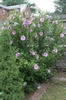 Hibiscus syriacus