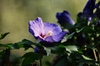 Hibiscus syriacus 'Blue Bird'