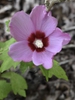 Hibiscus syriacus