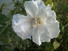 Single pure white hibiscus flower