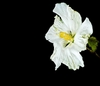 Single pure white hibiscus flower