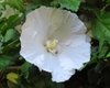 Single pure white hibiscus flower
