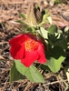 Hibiscus martianus