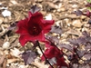 Hibiscus acetosella