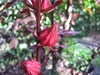 Hibiscus acetosella