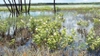 Native habitat