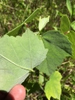 Underside of leaf
