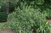 Hibiscus hamabo
