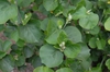 Hibiscus hamabo