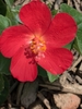 Bright red show flower with yellow anthers