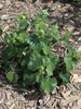 Shiny heart-shaped green leaves on a low shrub.