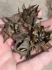 Hand holding dried & dehisced seed pods with seeds.