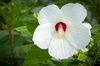 Flower close up