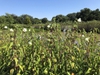 Native habitat