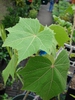 Hibiscus mutabilis