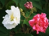 Hibiscus Mutabilis