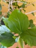 leafy shoot showing ovate leaves with serrate margins.