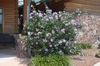 Hibiscus syriacus