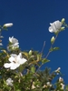 Pure white hibiscus flowers on leafy shoots against blue sky.