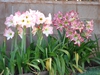 Form