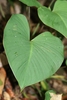 Large heart-shaped leaf.