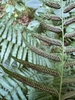 underside of frond showing sori in herringbone pattern