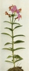 Rhexia virginica