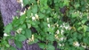 Leafy shoots with terminal white and yellow flowers.