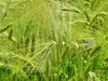 Spikes of barley