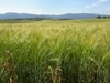 Field of barley