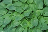 Hosta spp.